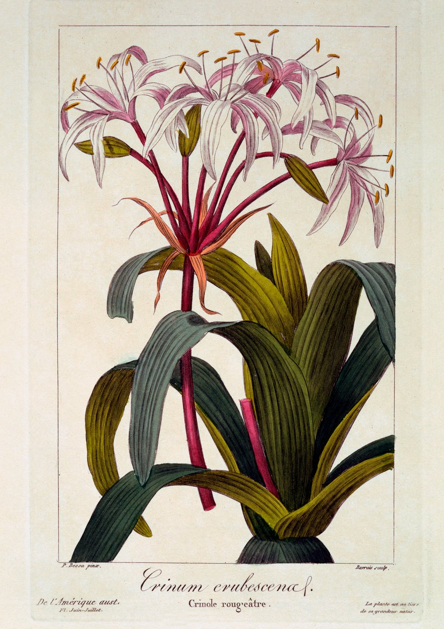 Crinum corando, pub. 1836 de Panacre Bessa