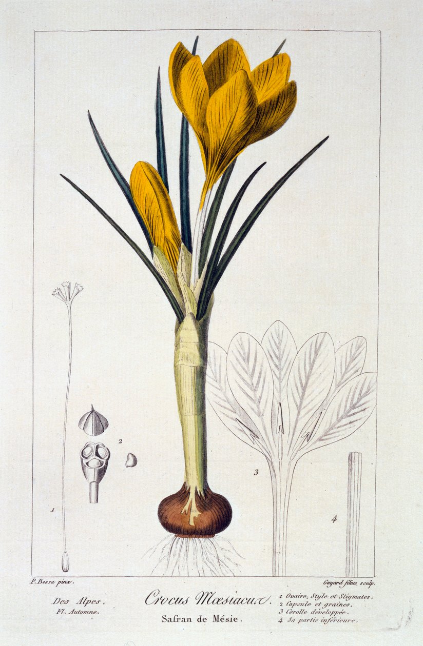 Crocus Maesiacus, 1836 de Panacre Bessa