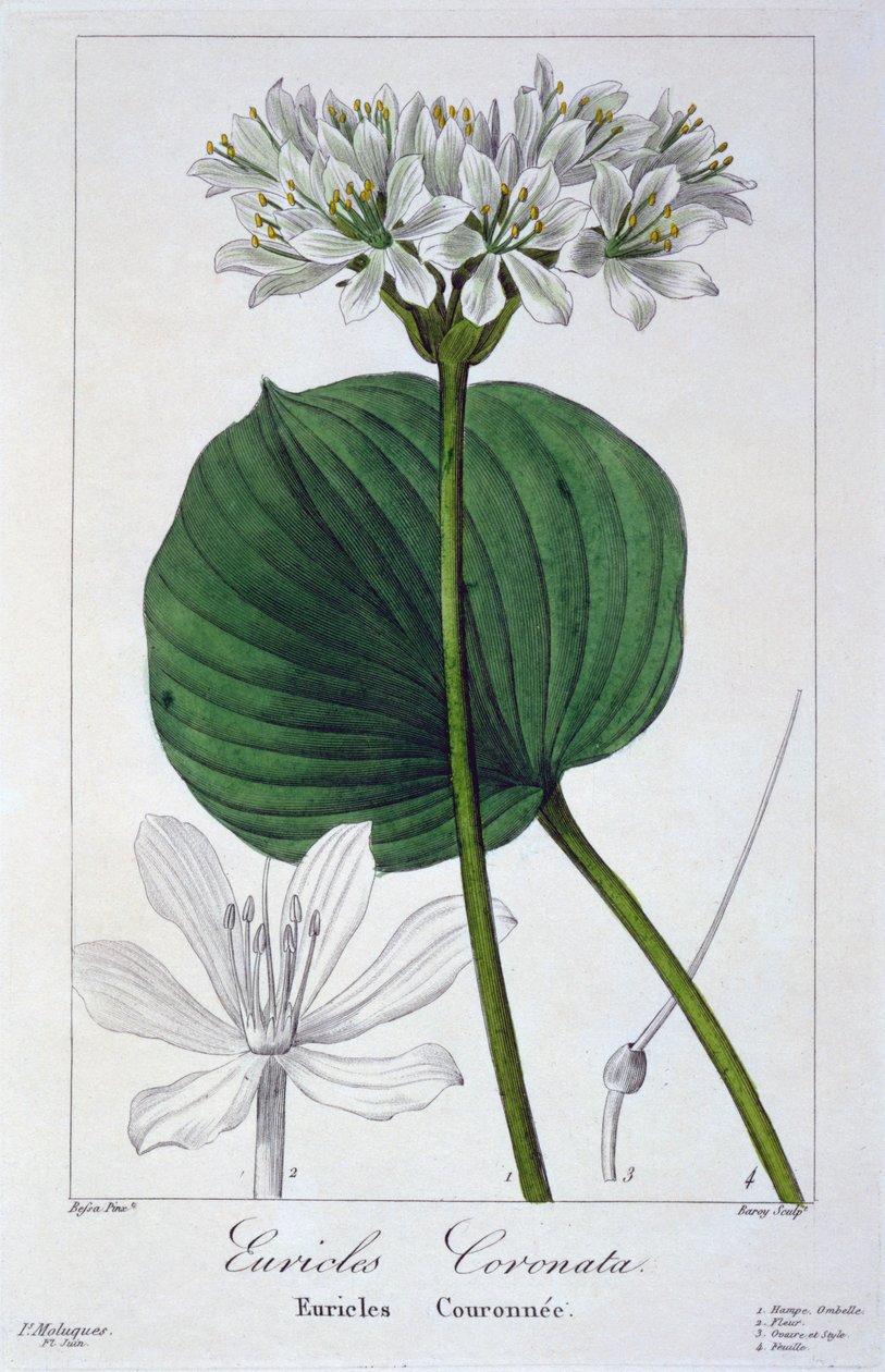 Euricles coronata, pub. 1836. de Panacre Bessa