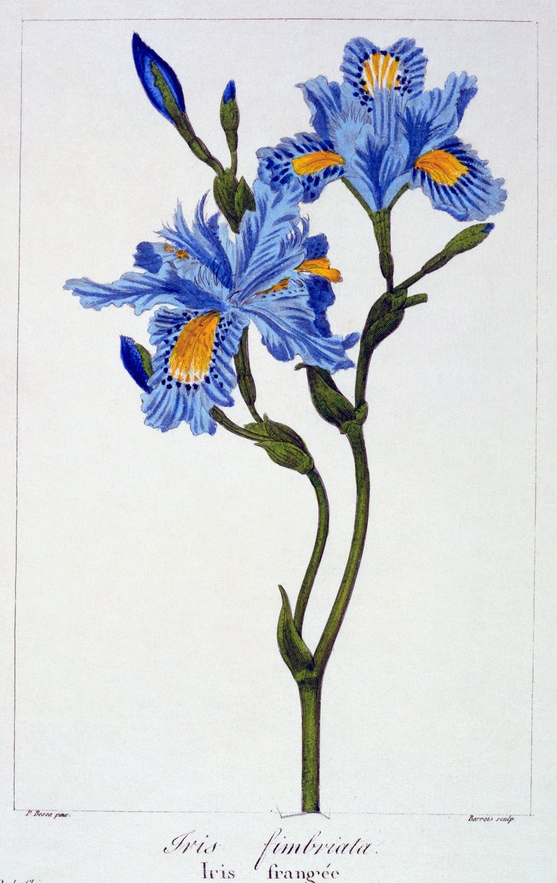 Íris com franjas, pub. 1836. de Panacre Bessa