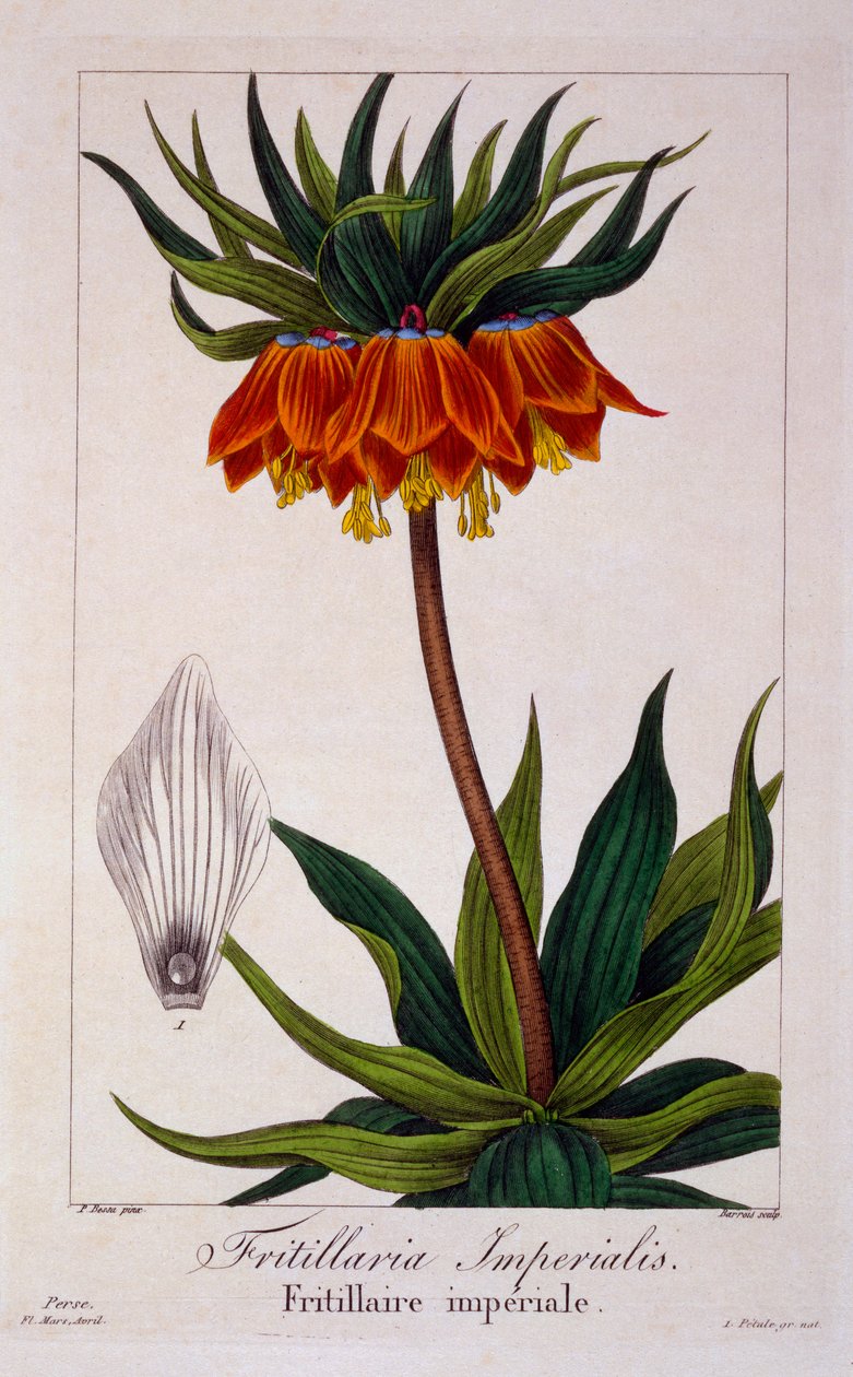 Fritillaria imperialis, pub. 1836. de Panacre Bessa