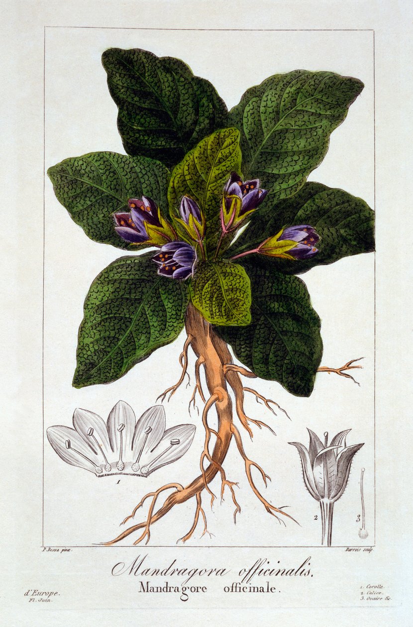 Mandrágora: Mandragora officinarum, pub. 1836 de Panacre Bessa