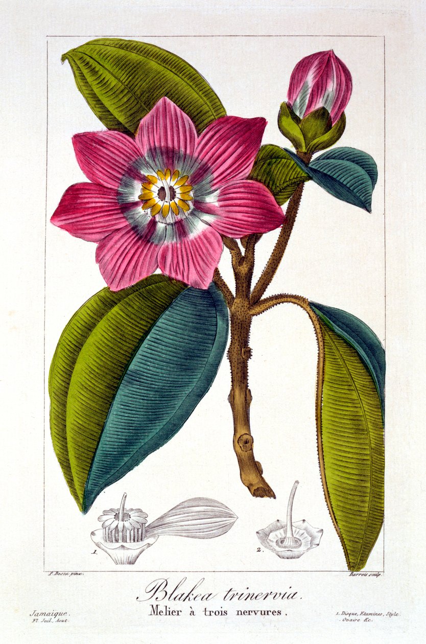 Melier, bar. 1836. de Panacre Bessa