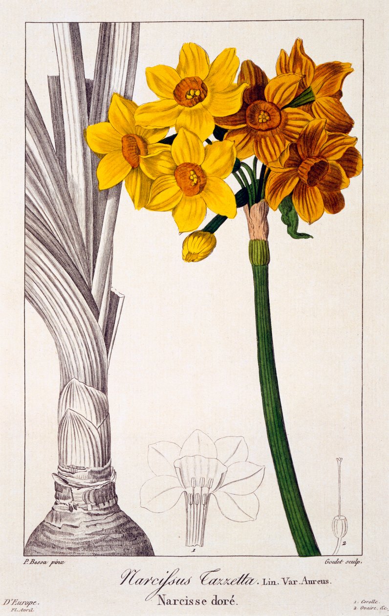 Narciso Tazetta, pub. 1836. de Panacre Bessa