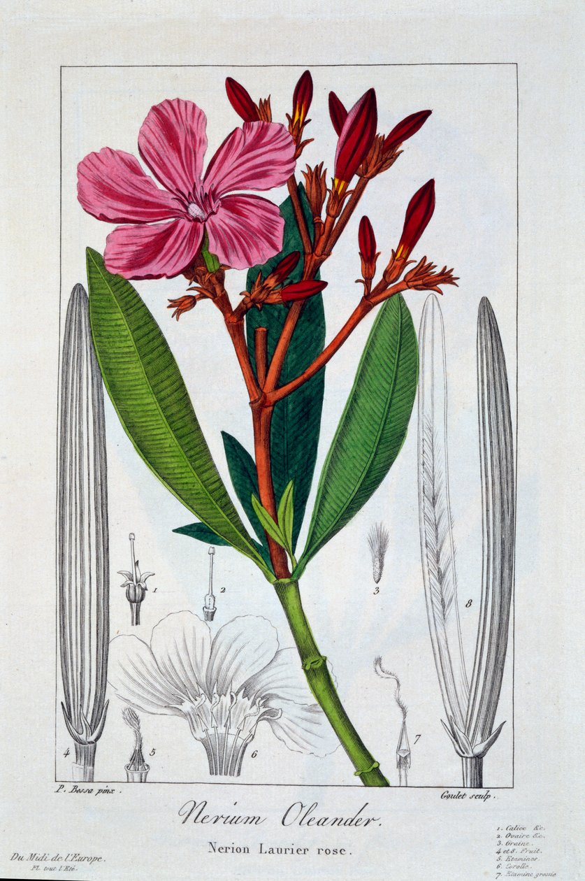 Nerium Oleander, pub. 1836. de Panacre Bessa