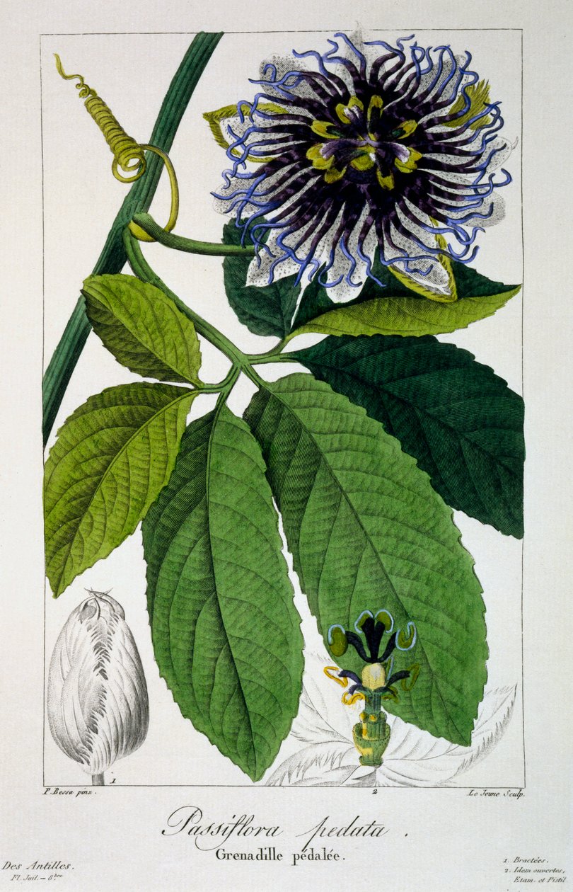 Passiflora pedata ou Passion Flower, pub. 1836. de Panacre Bessa