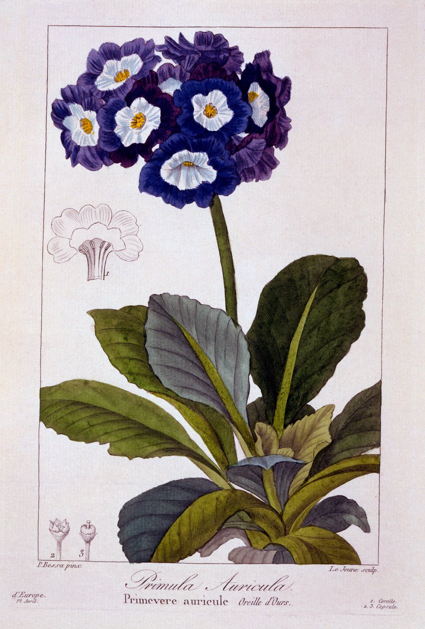 Primula aurícula, pub. 1836 de Panacre Bessa