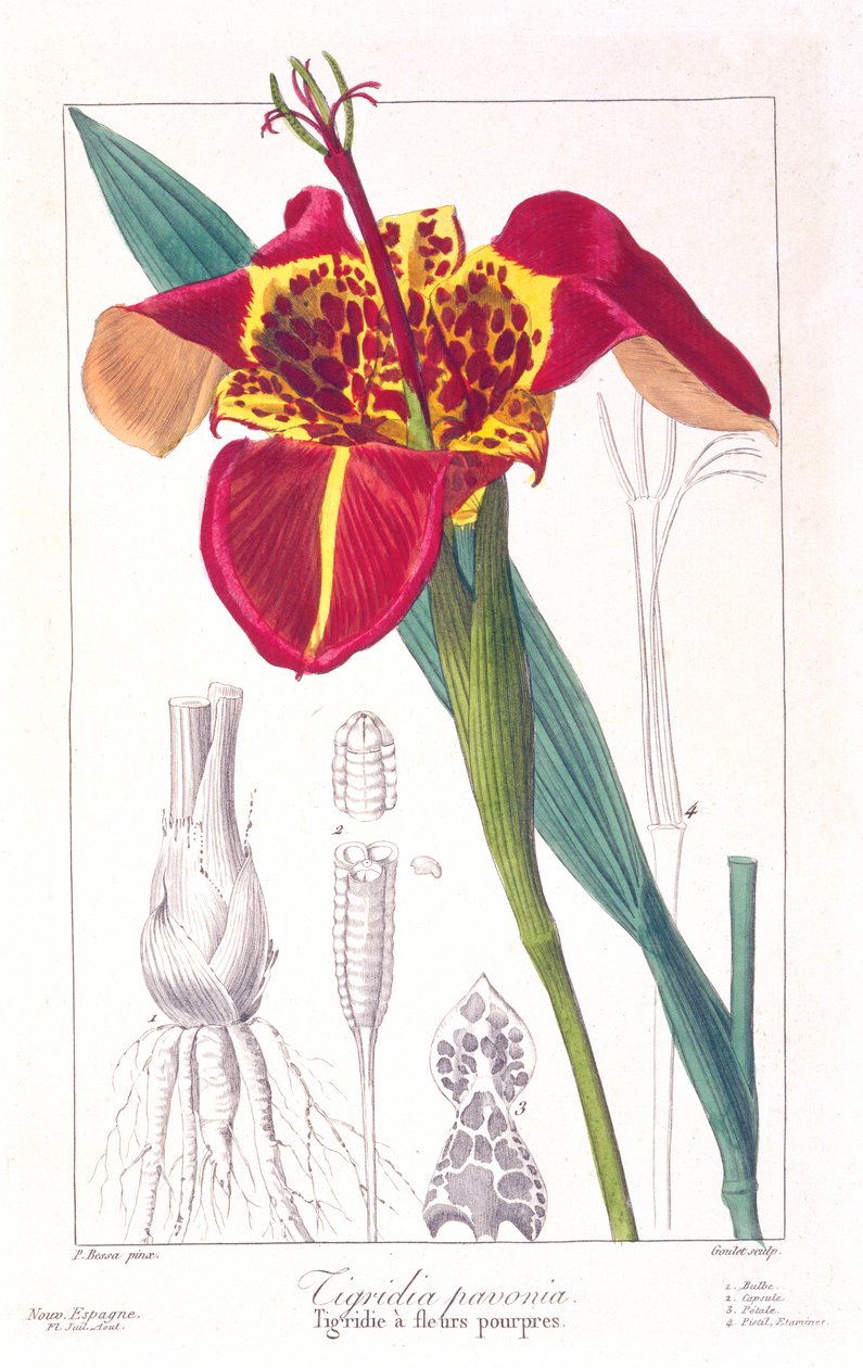 Flor do Tigre ou Flor do Pavão, pub. 1836. de Panacre Bessa