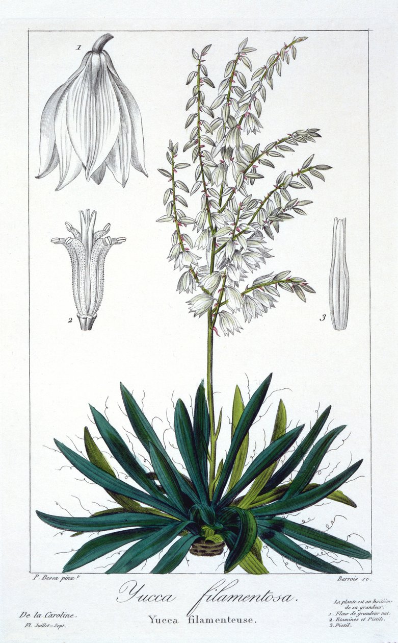 Yucca filamentosa, pub. 1836. de Panacre Bessa