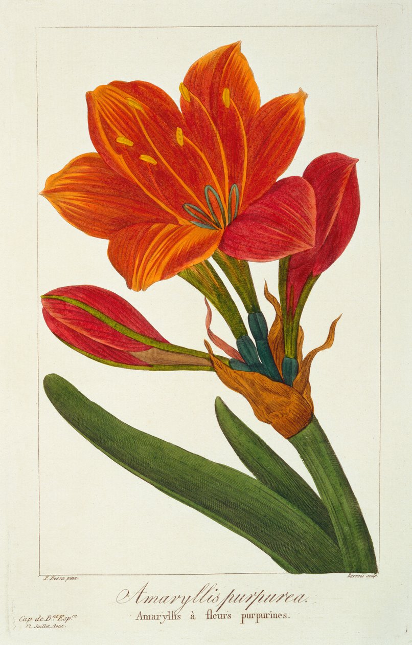 Amaryllis purpurea, 1836 (gravura colorida à mão) de Pancrace Bessa