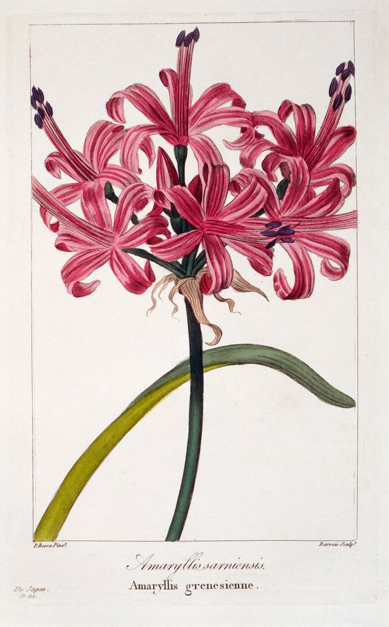 Amaryllis sarniensis, 1836 (gravura colorida à mão) de Pancrace Bessa