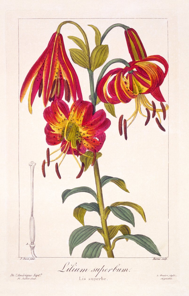 Turkscap americano Lily, 1836 (gravura colorida à mão) de Pancrace Bessa
