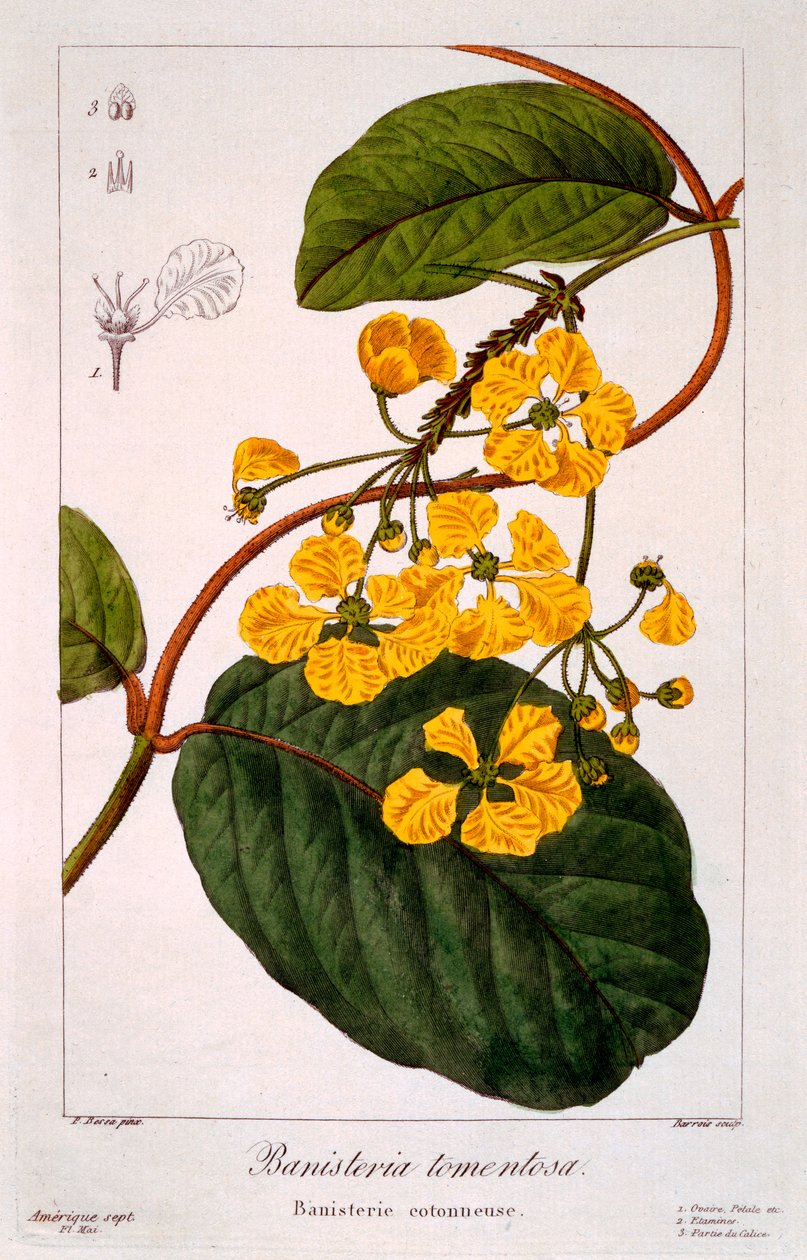 Banisteria tomentosa, 1836 (gravura à mão) de Pancrace Bessa
