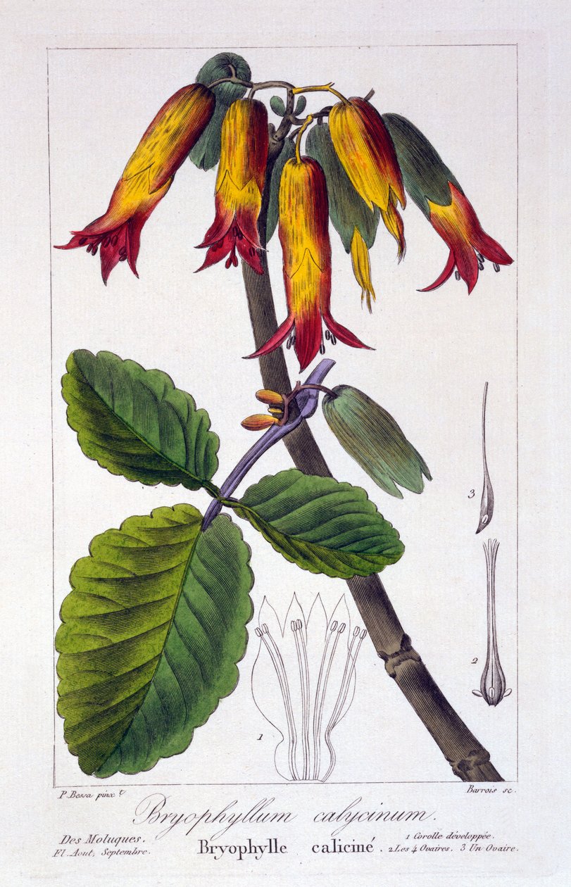 Bryophyllum calycinum, ou Kalanchoe pinnata, 1836 (gravura colorida à mão) de Pancrace Bessa
