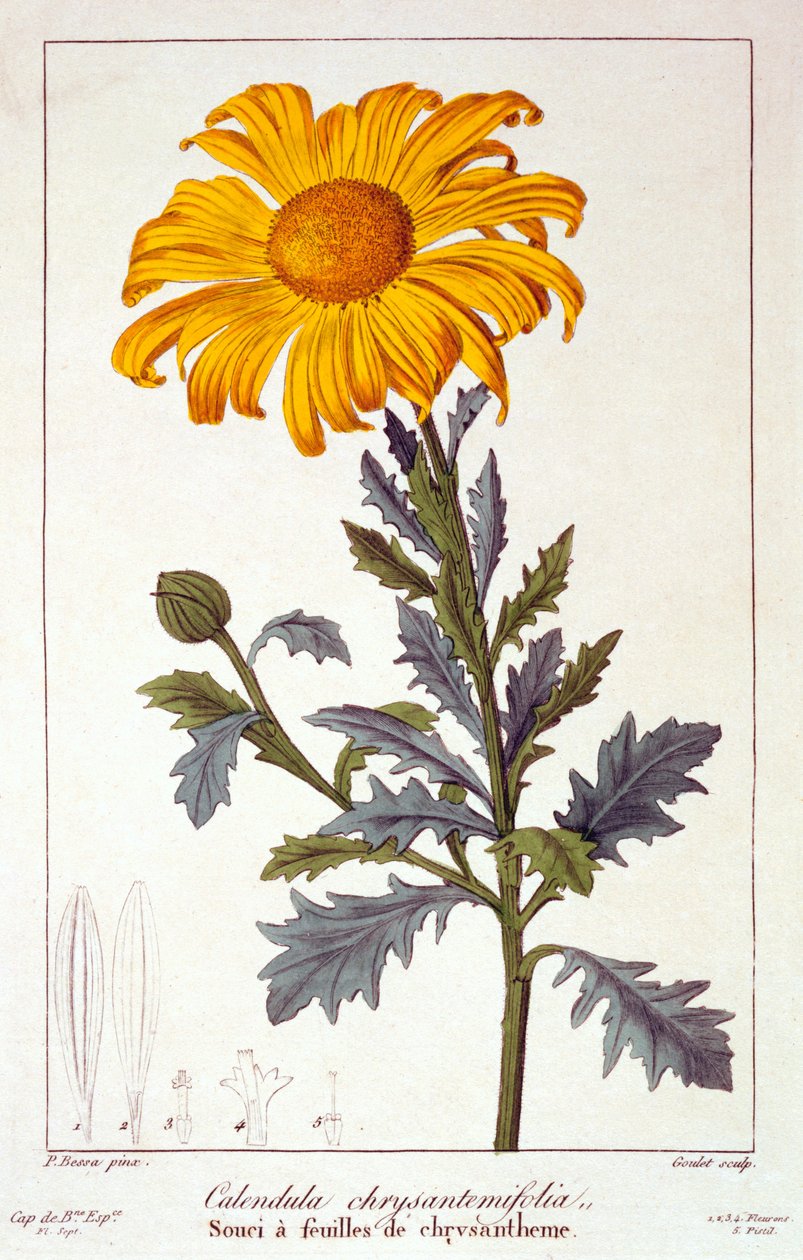 Calenudla officinalis, ou pote de calêndula, 1836 (gravura colorida à mão) de Pancrace Bessa
