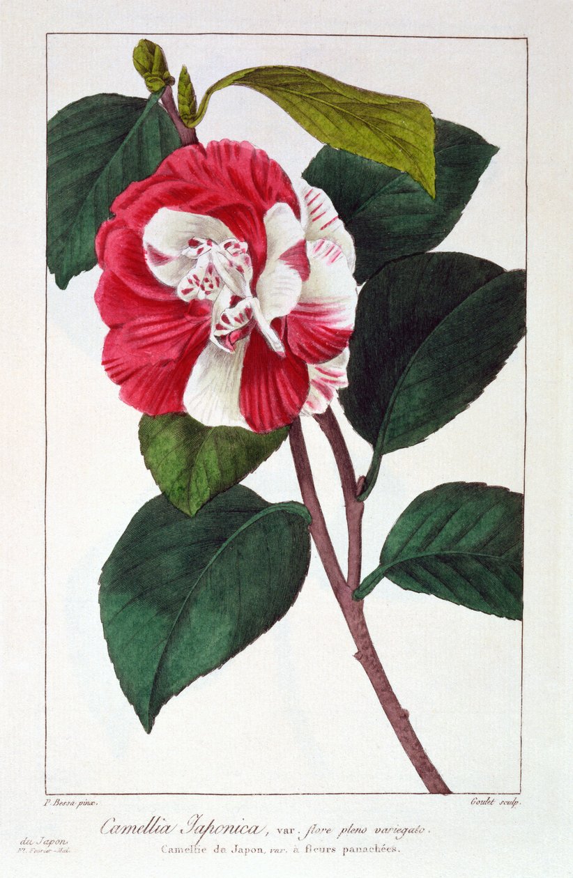 Camélia japonica, 1836 (gravura à mão) de Pancrace Bessa