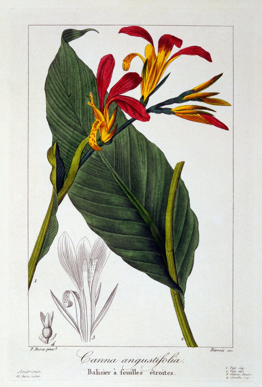 Canna ou Indian Shot Flower, 1836 (gravura colorida à mão) de Pancrace Bessa