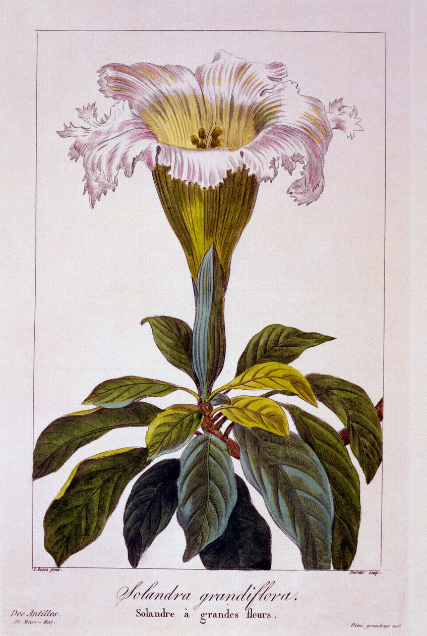 Cálice Vine, 1836 (gravura colorida à mão) de Pancrace Bessa