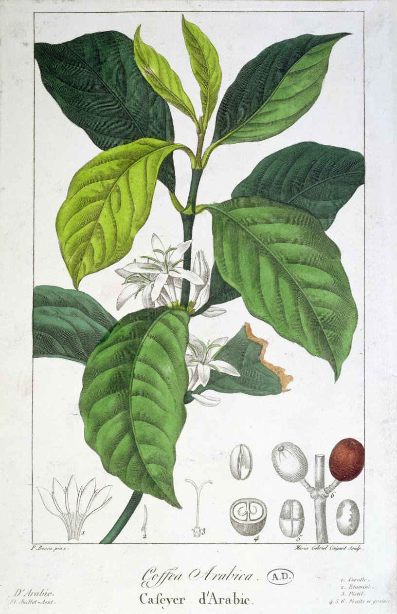 Coffea Arabica (Café) gravada por Maria Gabriel Cogniet de Pancrace Bessa