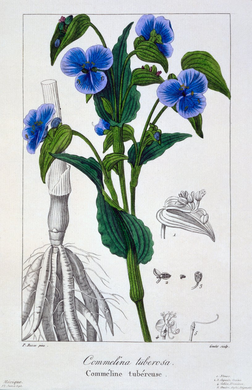 Commelina tuberosa, 1836 (gravura à mão) de Pancrace Bessa