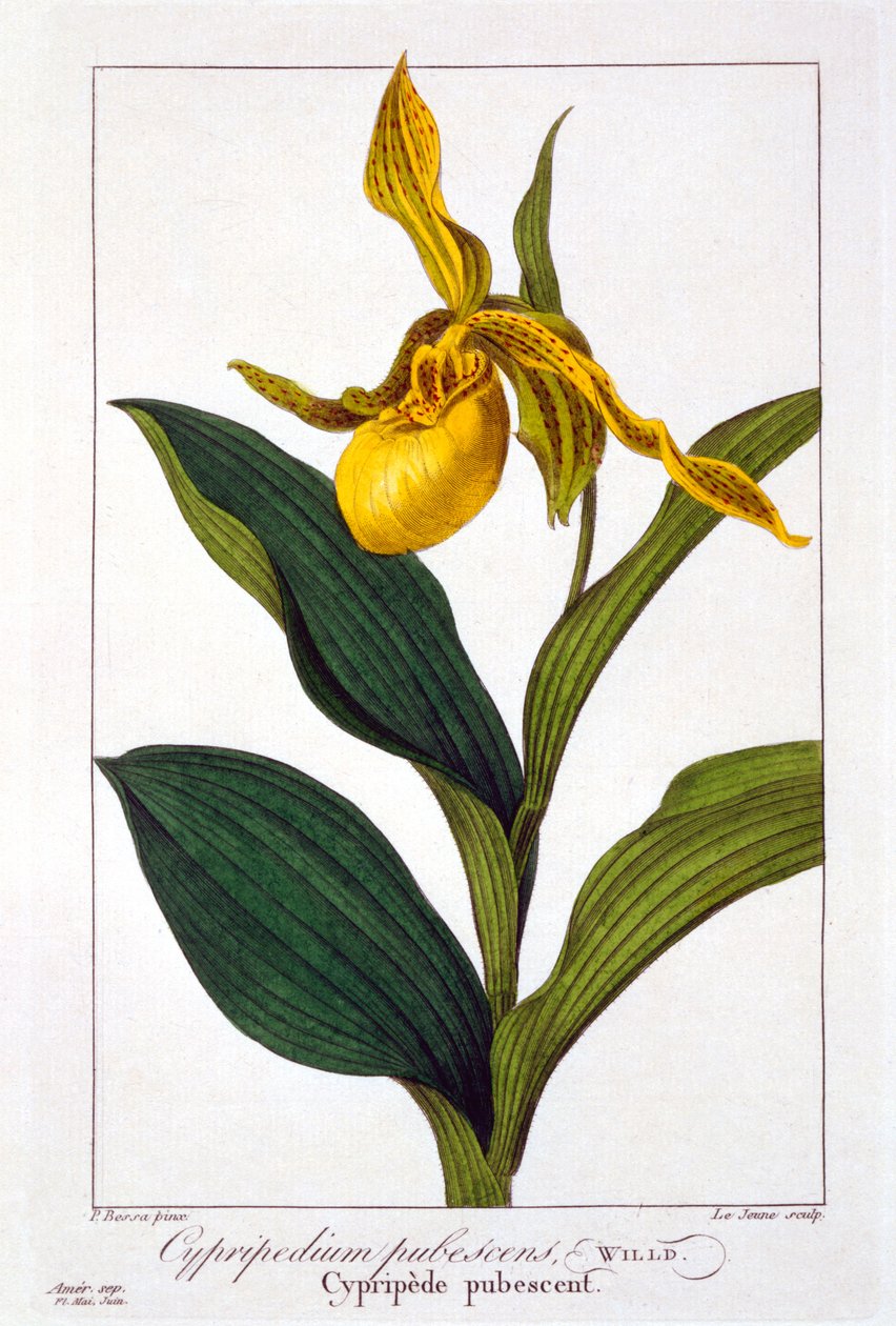 Cypripedium, 1836 (gravura colorida à mão) de Pancrace Bessa