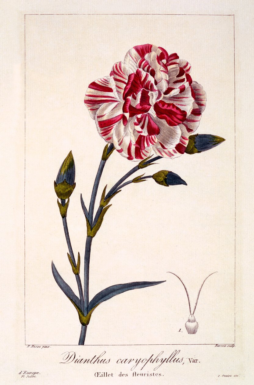 Dianthus caryophyllus, 1836 (gravura colorida à mão) de Pancrace Bessa