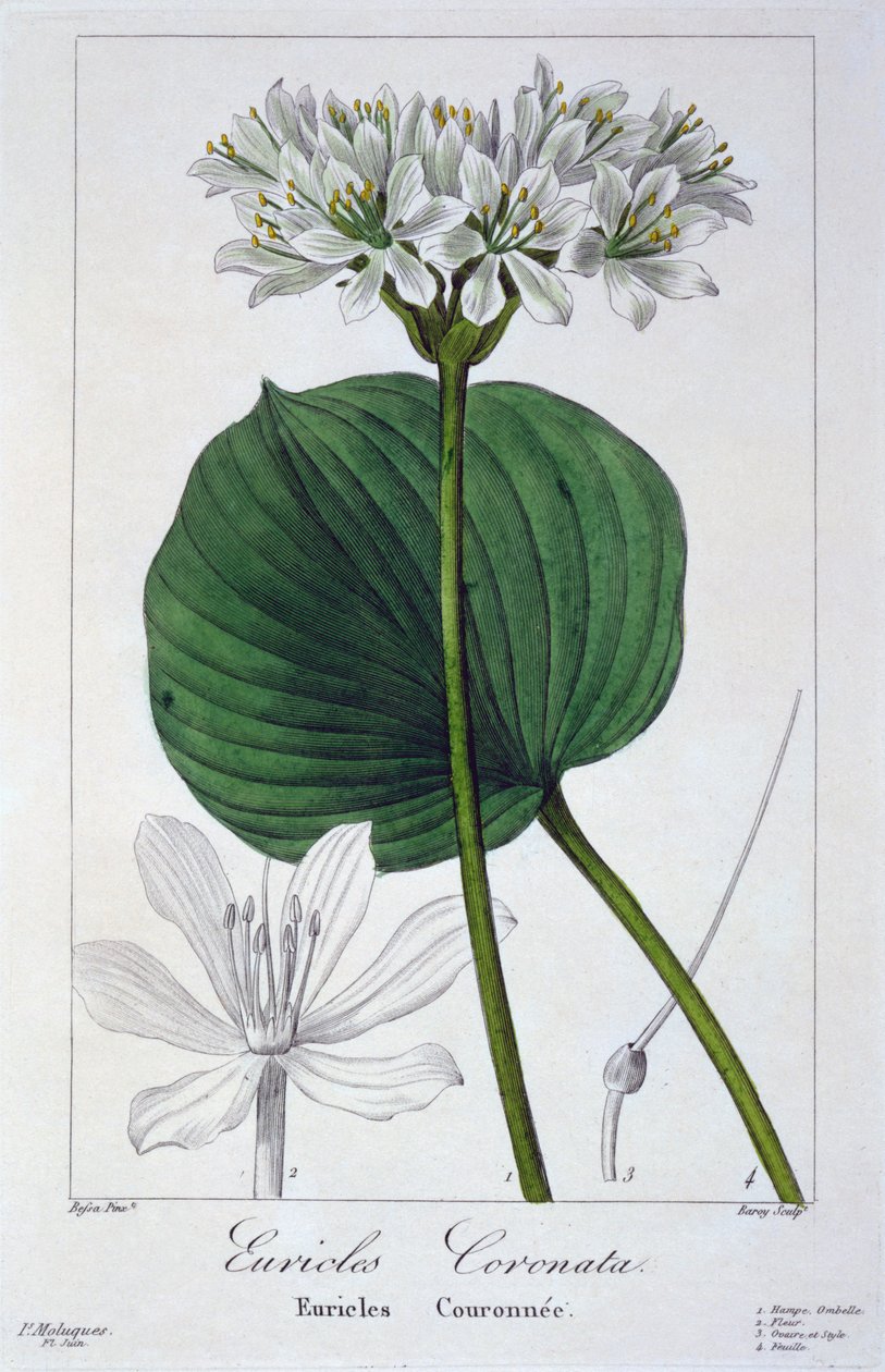 Euricles coronata, 1836 (gravura colorida à mão) de Pancrace Bessa