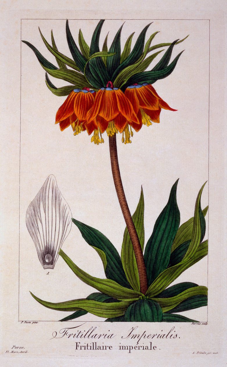 Fritillaria imperialis, 1836 (gravura à mão) de Pancrace Bessa
