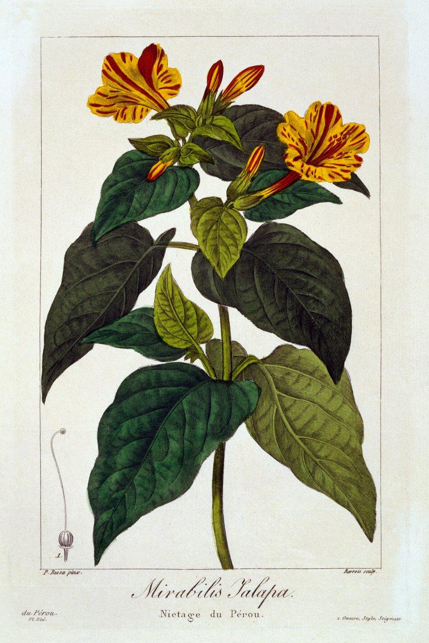 Ipomea purga, 1836 (gravura colorida à mão) de Pancrace Bessa