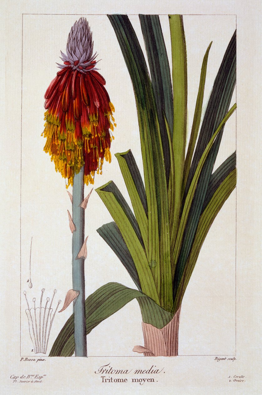 Kniphofia, 1836 (gravura colorida à mão) de Pancrace Bessa