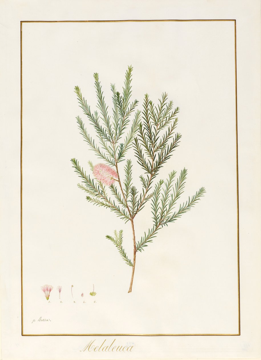 Melaleuca, incluindo cinco estudos do Bloom (wc und bodycolour em pergaminho) de Pancrace Bessa