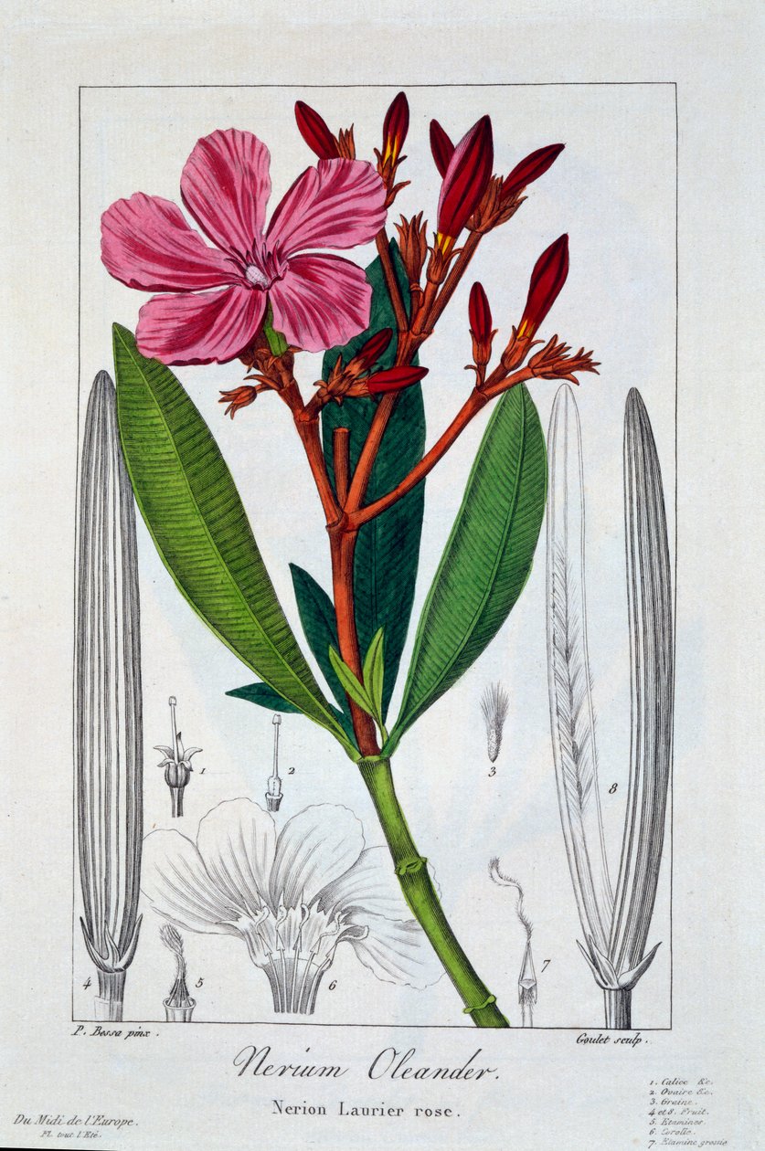 Nerium oleander, 1836 (gravura colorida à mão) de Pancrace Bessa