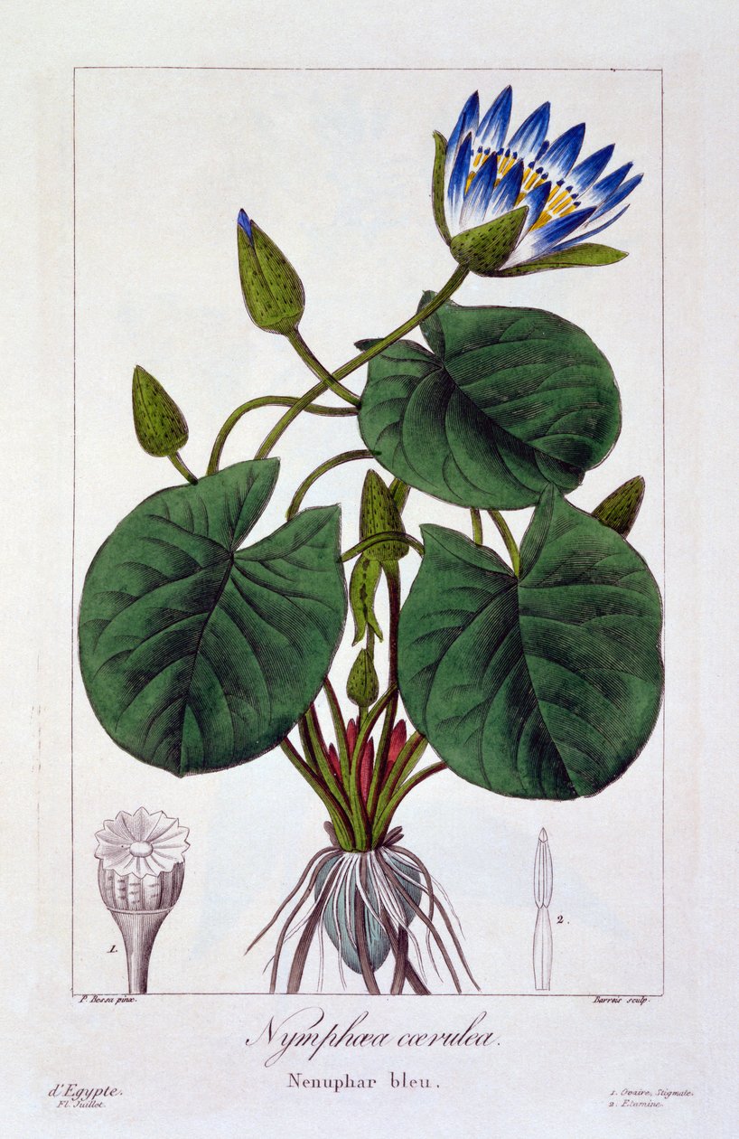 Nymphaea caerulea, 1836 (gravura colorida à mão) de Pancrace Bessa