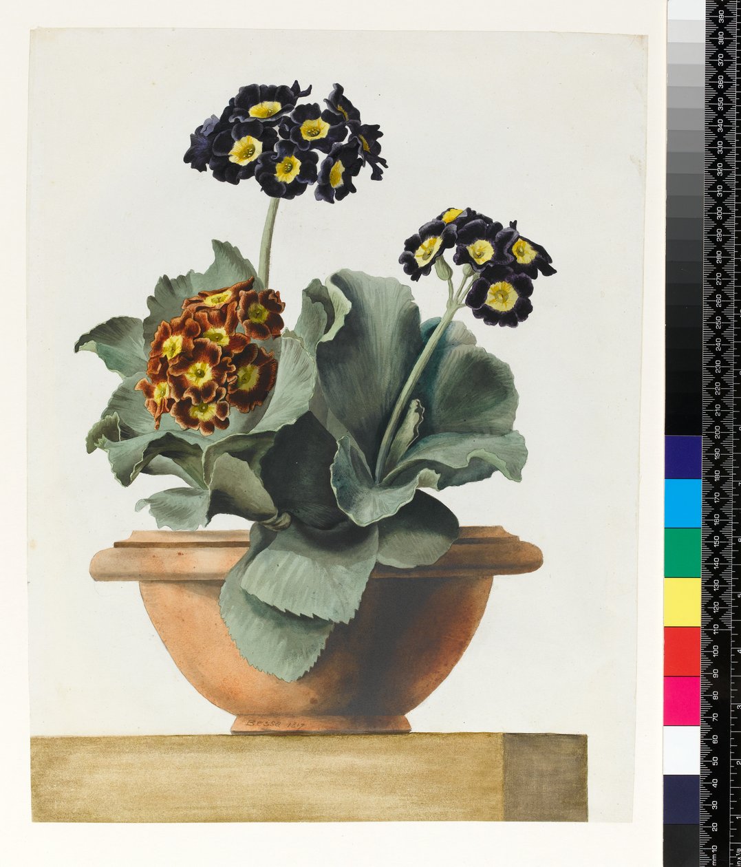 PD.199-1973 Auricula em vaso, 1817 de Pancrace Bessa