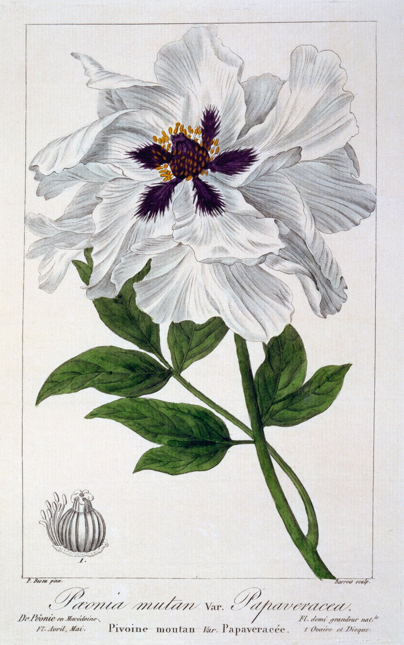 Paeonia suffruticosa, 1836 (gravura colorida à mão) de Pancrace Bessa