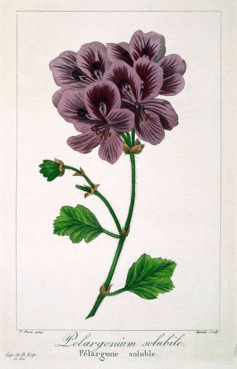 Pelargonium, 1836 (gravura colorida à mão) de Pancrace Bessa