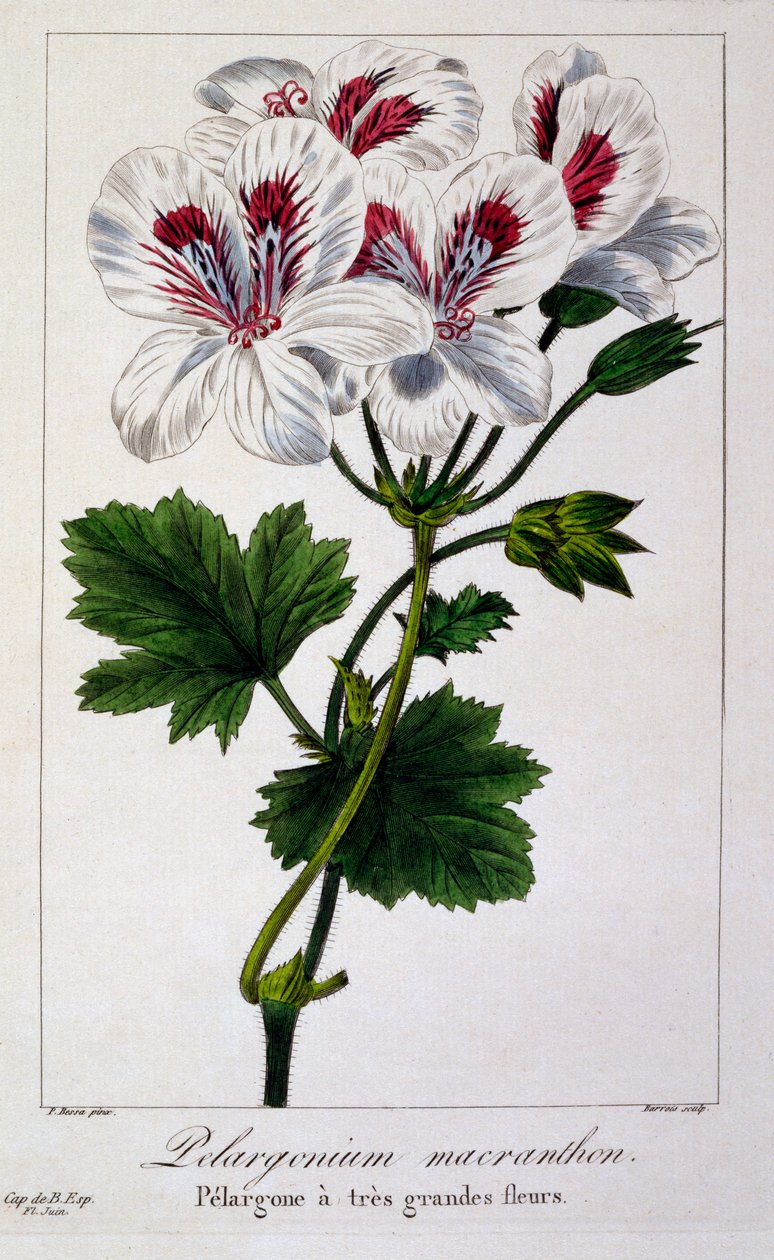 Pelargonium macranthon, 1836 (gravura colorida à mão) de Pancrace Bessa