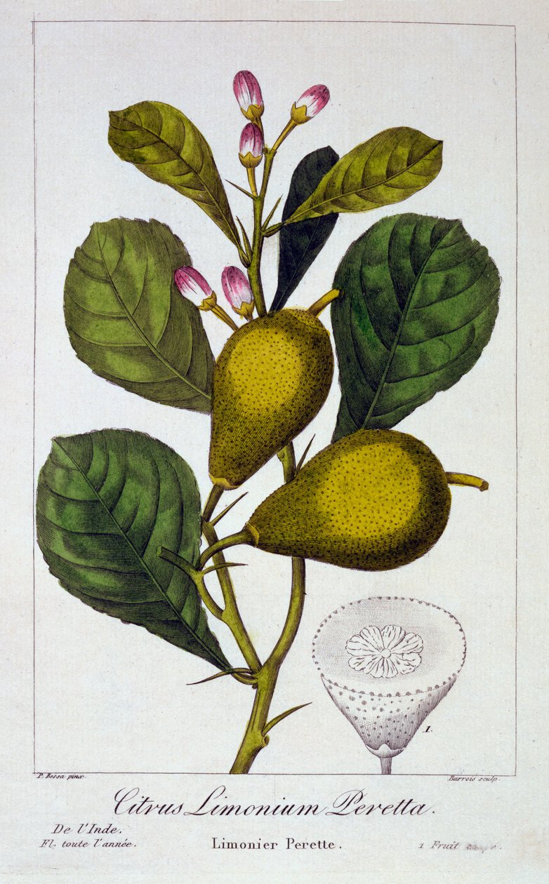 Peretta limão, 1836 (gravura à mão) de Pancrace Bessa