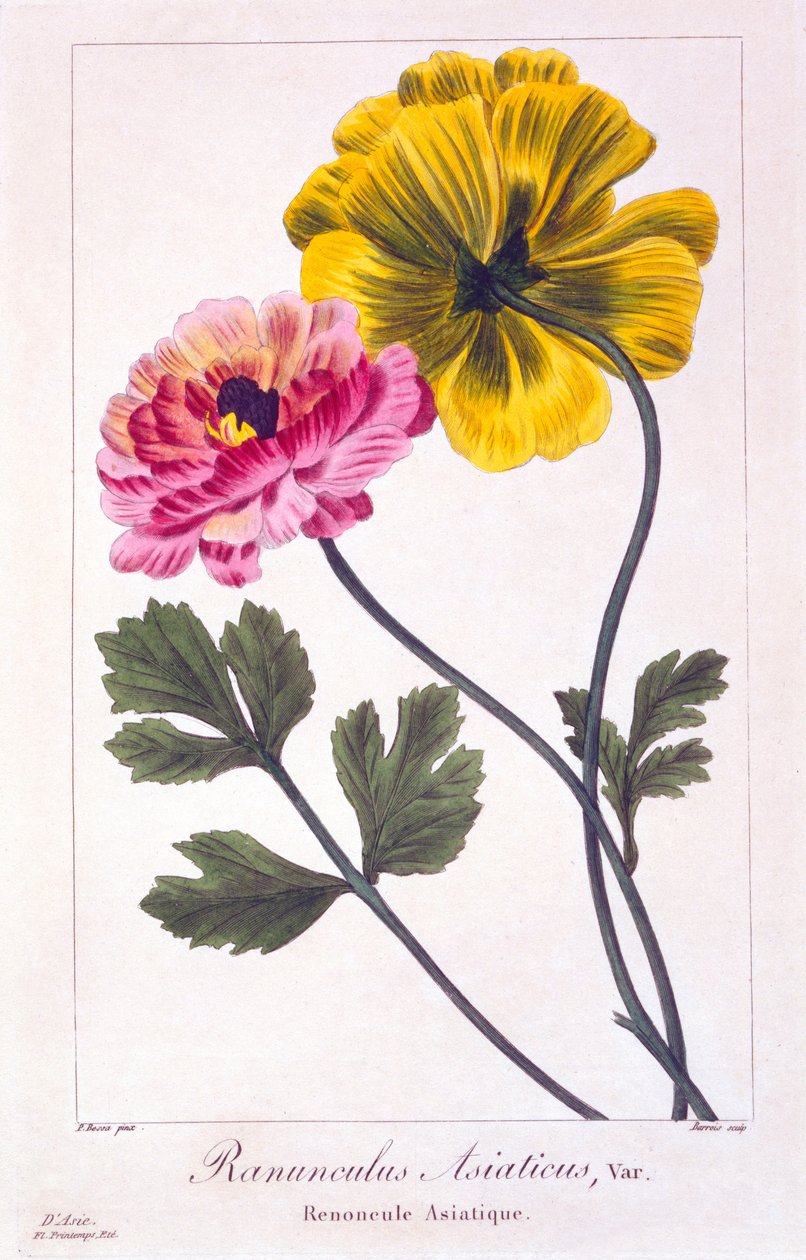 Ranúnculo persa, 1836 (gravura colorida à mão) de Pancrace Bessa