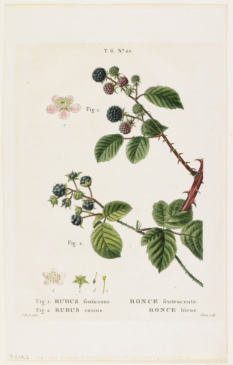 Bramble frutescente. Mirtilo, de Traits des Arbres et Fruitiers, 1801-19 (gravura pontilhada) de Pancrace Bessa