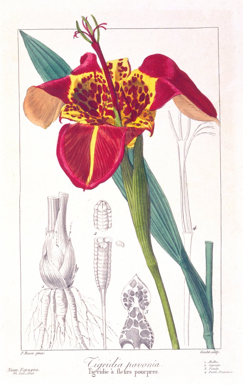 Flor de tigre ou flor de pavão, 1836 (gravura colorida à mão) de Pancrace Bessa