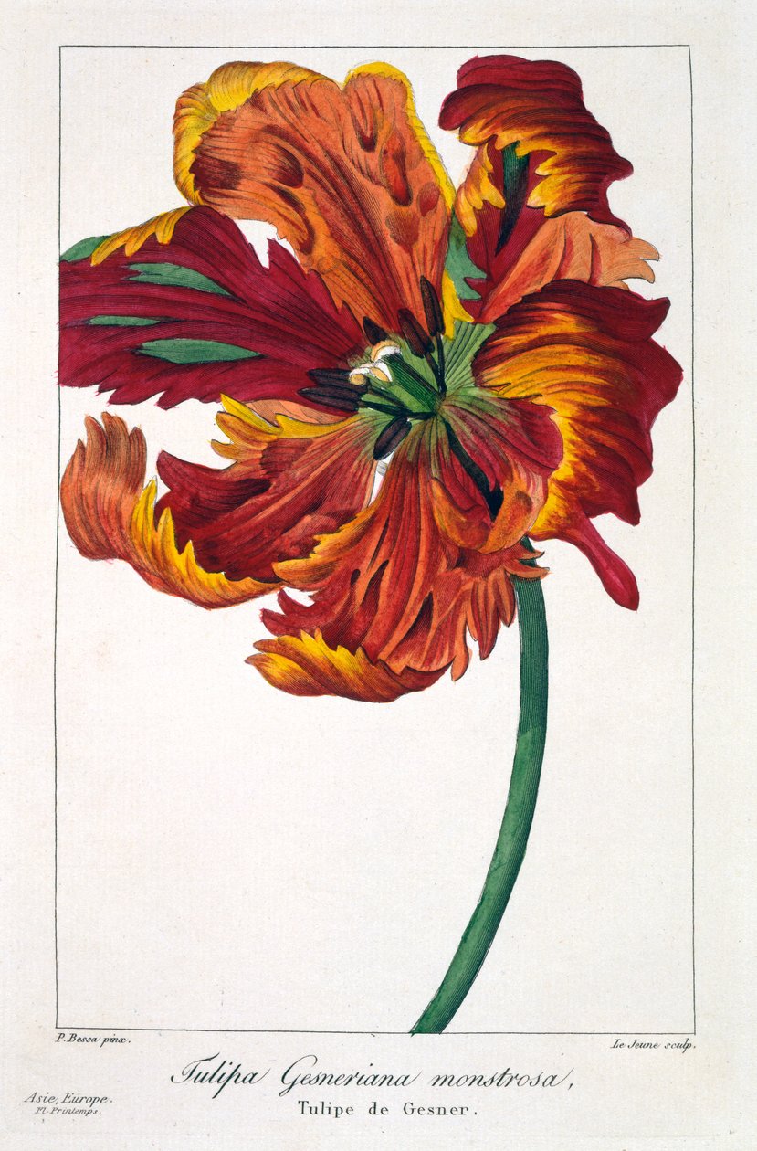 Tulipa &39;Firebird&39;, 1836 (gravura colorida à mão) de Pancrace Bessa