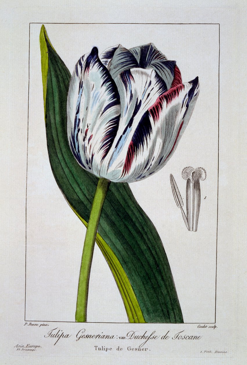 Tulipa da Duquesa da Toscana, 1836 (gravura colorida à mão) de Pancrace Bessa