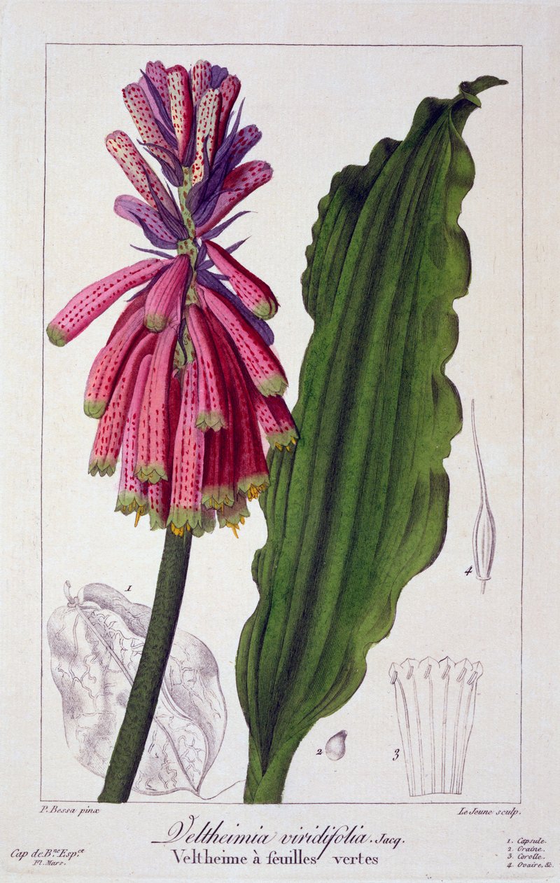 Veltheimia viridifolia, 1836 (gravura colorida à mão) de Pancrace Bessa