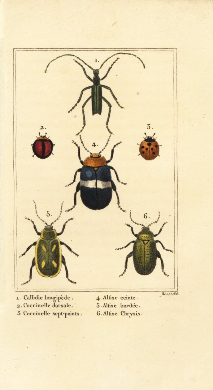 Callidium longipes 1, joaninhas, Jauravia dorsalis 2, Coccinella septempunctata 3, escaravelhos das pulgas, Altica cincta 4, Altica emarginata 5, e Altica chrysis 6 de Pancrace (after) Bessa