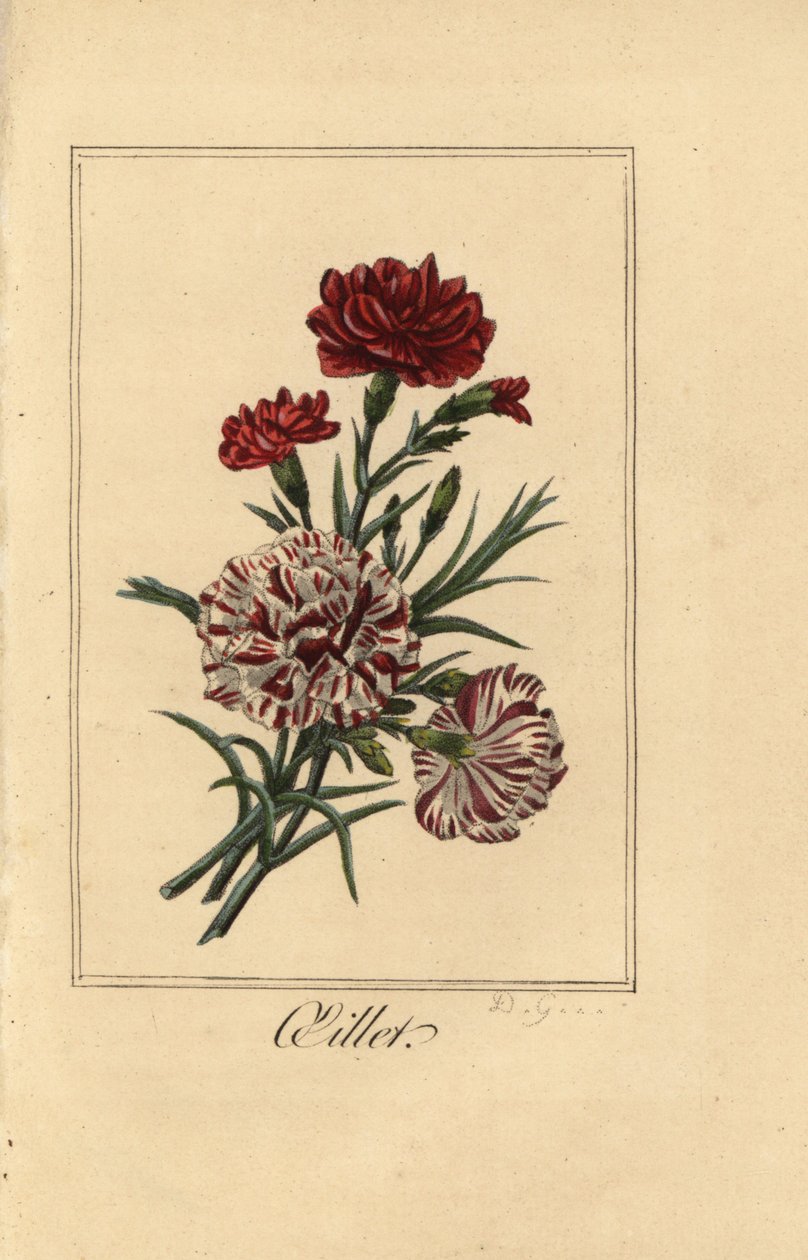 Cravo ou cravo rosa, oillet, Dianthus caryophyllus de Pancrace (after) Bessa