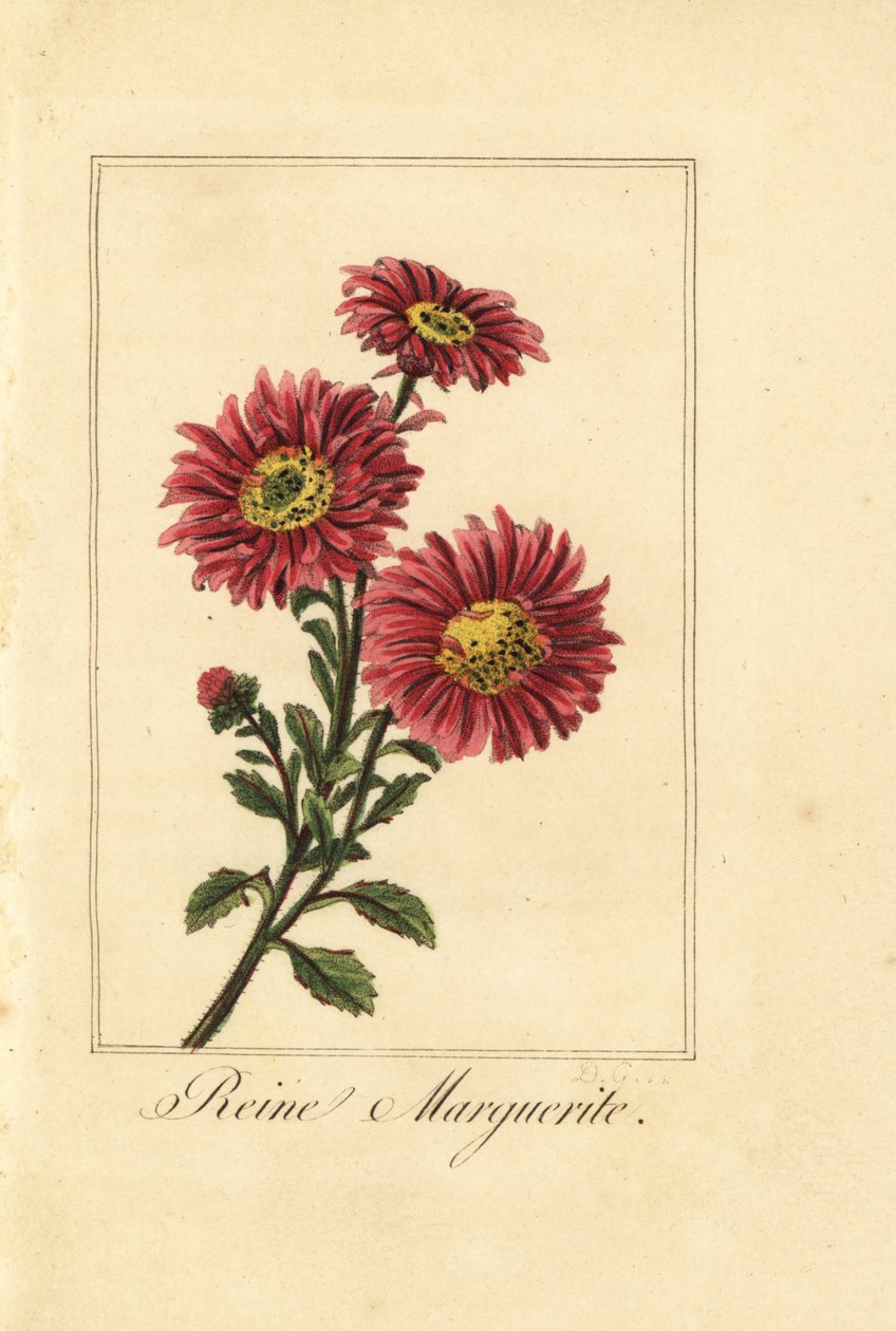 China aster, reine marguerite, Callistephus chinensis de Pancrace (after) Bessa