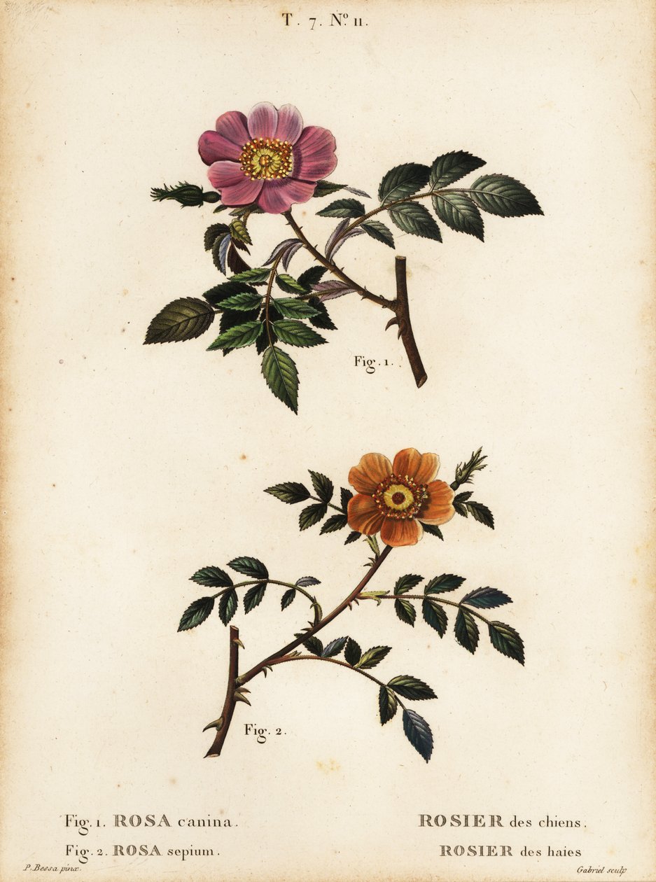 Rosa canina, Rosa canina, Rosier des chiens 1, Rosier des haies 2, Rosa sepium, Rosa agrestis, Rosier des haies de Pancrace (after) Bessa