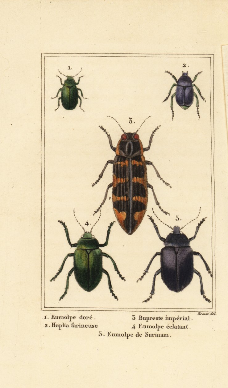 Escaravelho canino, Chrysochus auratus 1, Hoplia argentea 2, escaravelho-jóia da banksia, Cyrioides imperialis 3, Eumolpus fulgidus 4, e Eumolpus surinamensis 5 de Pancrace (after) Bessa