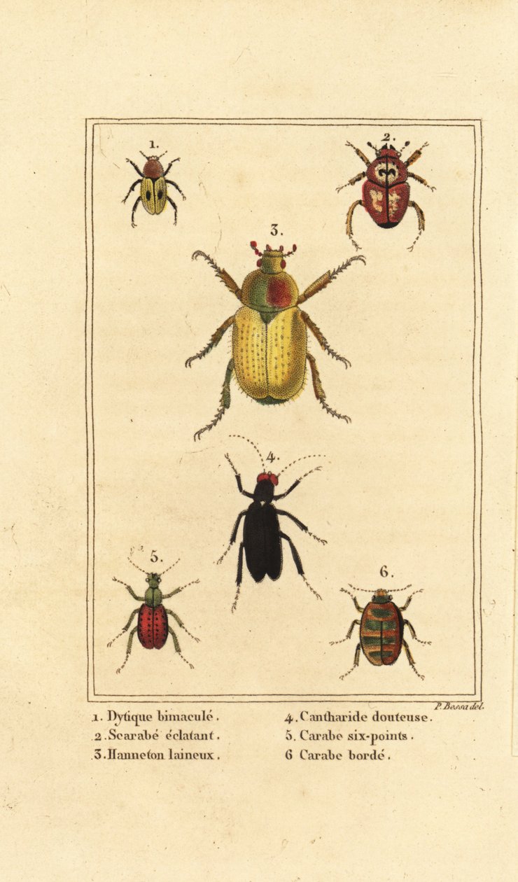 Dytiscus bimaculatus 1, scarab 2, cockchafer, Melolontha melolontha 3, Cantharis beetle 4, Carabus sexpunciatus 5 e Omophron limbatum 6 de Pancrace (after) Bessa